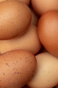 Farm fresh brown eggs 