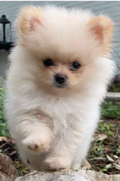 Three weeks ago, we adopted this gorgeous girly Ella ( toy Pomeranian)and welcomed her into our home...