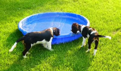 Cavalier King Charles Spaniels TriColor Puppiess, View more