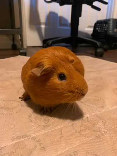 3 Guinea pigs+ Full setup looking for a loving home!, View more