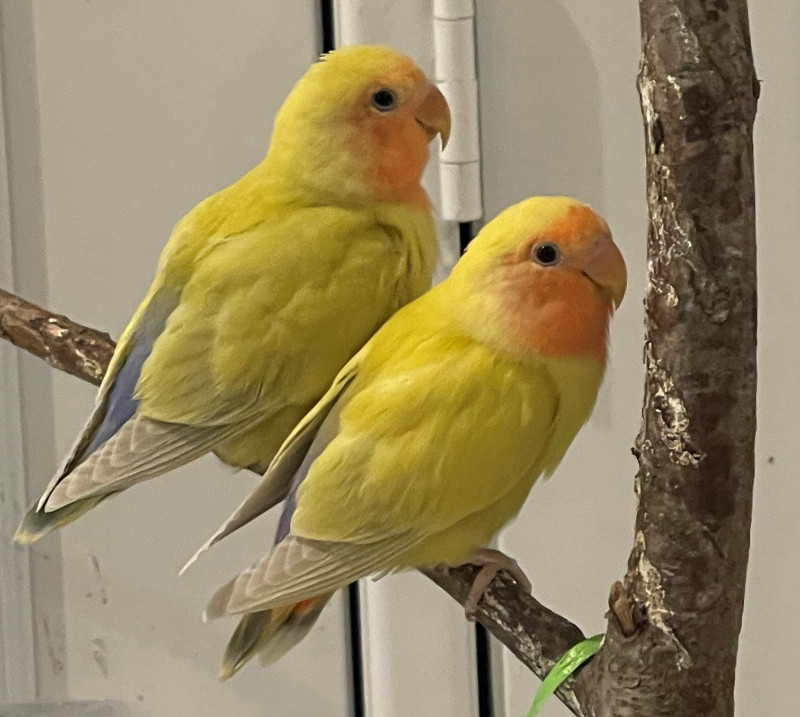 Very Cute American Ginger Lovebirds Available | Birds for Rehoming