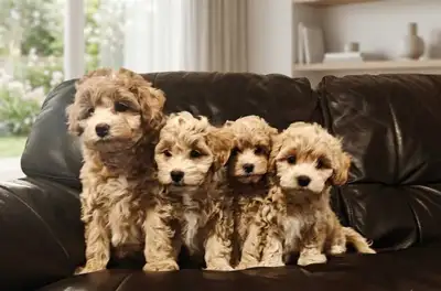 Maltipoo puppies Tiny, View more