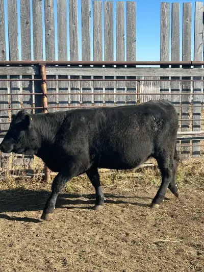 Selling 9 bred black angus heifers. Exposed in June to a purebred red angus low BW bull. All heifers...