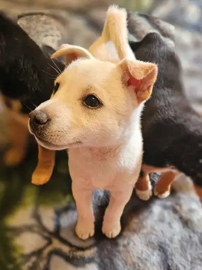 Shiba Inu puppies, View more