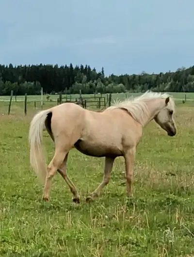 2 yr old Welsh X filly. Currently 10hh. Has had halter on buy not halter broke. Friendly and handled...