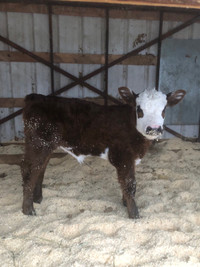Looking for bottle/orphan calf