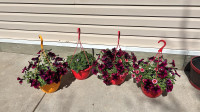 Mother’s Day Hanging planters for sale 