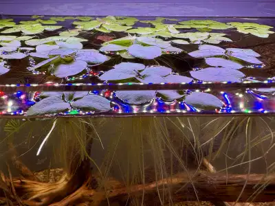 Frogbit Floating Aquarium Plant, View more