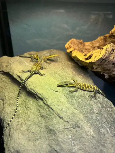 High Red Kimberley Rock Monitor Hatchlings, View more