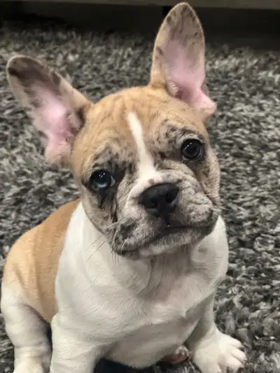 French bulldog puppies, View more