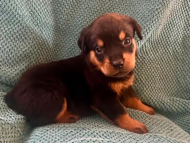 Gorgeous Rottweiler Puppies in Dogs & Puppies for Rehoming in City of Toronto - Image 9