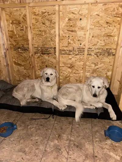 $1400 for both male and female 6 months old maremma sheepdog puppies Fully vaccinated - Rabiest + Le...