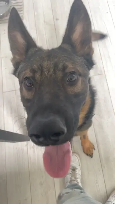 Male unfixed German Shepherd (rescued), View more