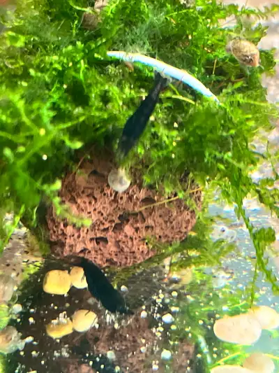 Blue shrimp -  8 for 10$, View more