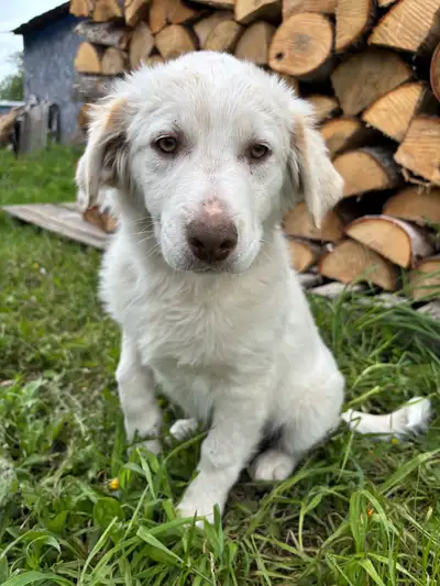 3/4 Australien Sheppard  1/4 Great Pyrenees puppies!, View more