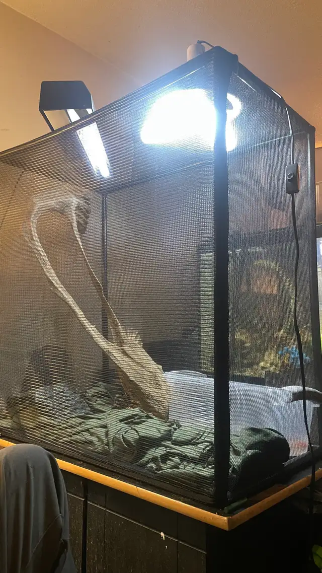 Ball Python with High Handling and Core Snake Display in Reptiles & Amphibians for Rehoming in Ottawa - Image 2