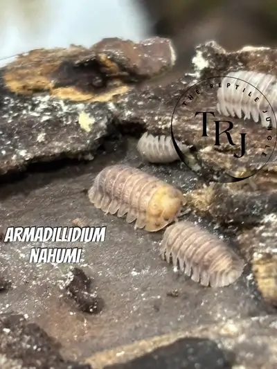 Isopods Isopods Isopods! Clean up Crew by The Reptile Jungle, View more