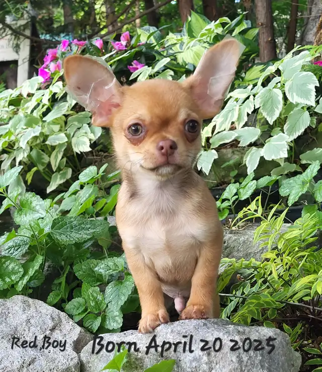 Beautiful  Chihuahua  Puppies Starting at $1000 in Dogs & Puppies for Rehoming in City of Toronto - Image 5