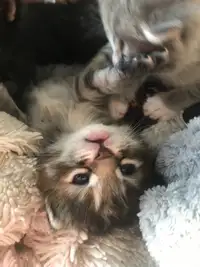 Kittens for sale!!!