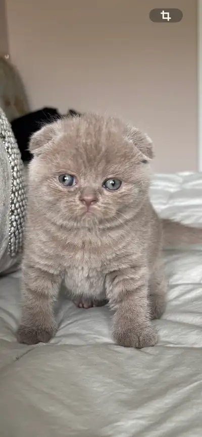 Scottish & British kittens, View more