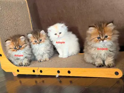 Adorables femelles Persan Golden prêtes pour réservation, View more