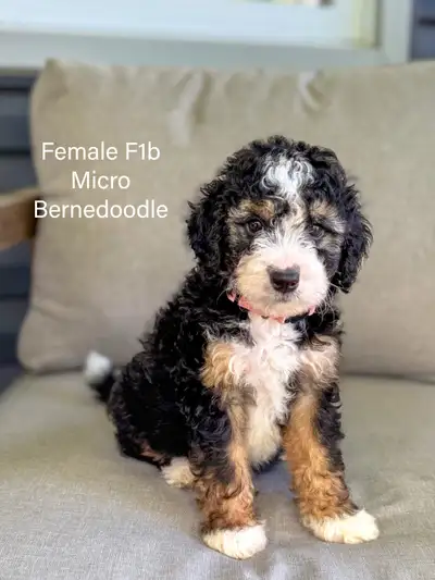 Mini Bernedoodle, View more