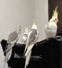 Very friendly male baby Cockatiels for sale