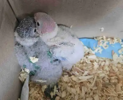 Baby green cheek conures, View more