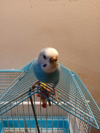 Budgie comes with cage
