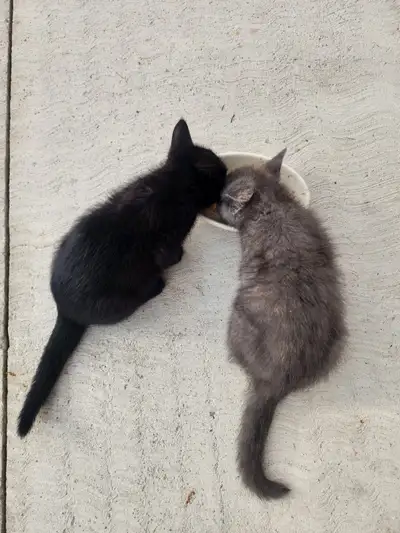 2 kittens 8 weeks old $400, View more