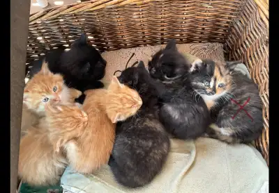 chatons à vendre, View more