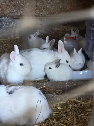 White Baby Rex Rabbits, View more
