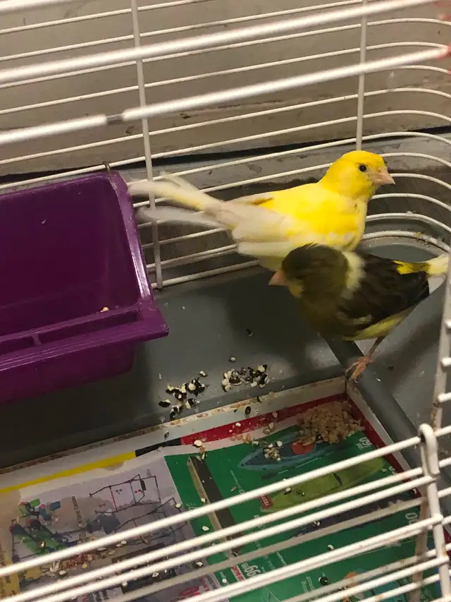 Female American Singer Canaries for sale dans Oiseaux à adopter dans Hamilton - Image 7