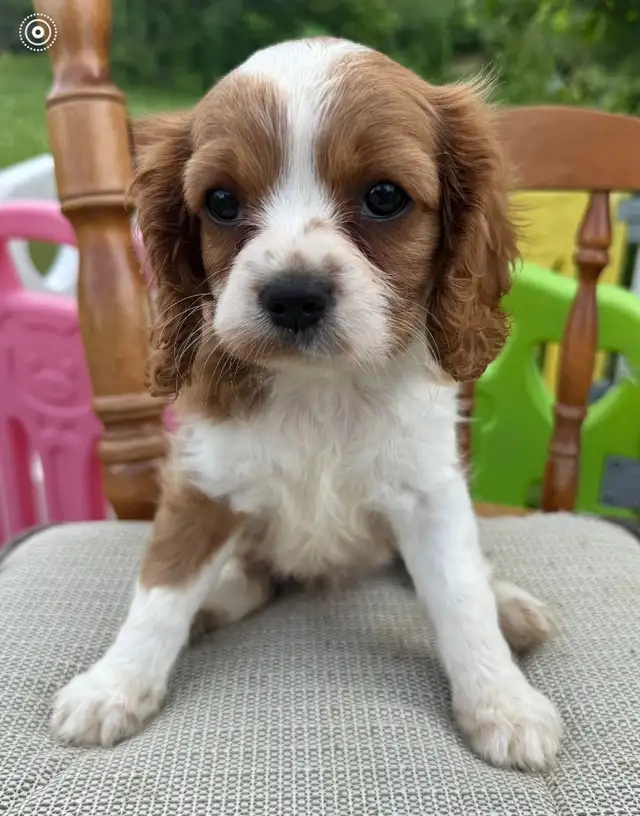 Cavalier King Charles female puppy  ❤️ ready to leave  in Dogs & Puppies for Rehoming in Ottawa - Image 2