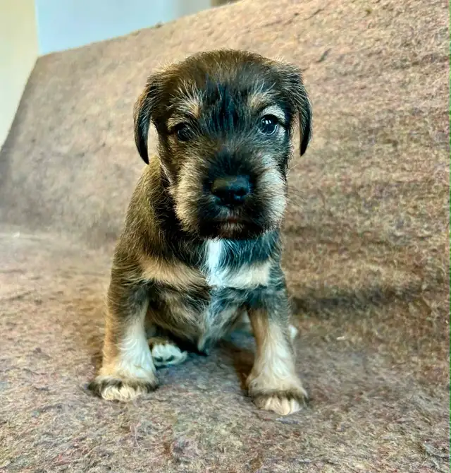 Miniature Schnauzer Puppies in Dogs & Puppies for Rehoming in London - Image 5