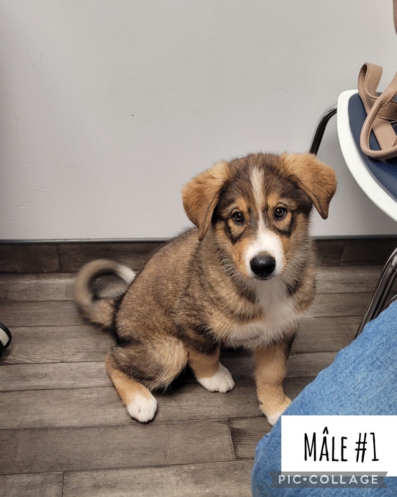 Chiot Bouvier/Husky prêt a quitter maintenant Chiens et chiots à