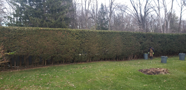 Affordable Tree, Hedge Trimming, Removal, Stumping Specialist in Lawn, Tree Maintenance & Eavestrough in Oshawa / Durham Region - Image 3