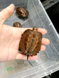 Keeled box turtles-females