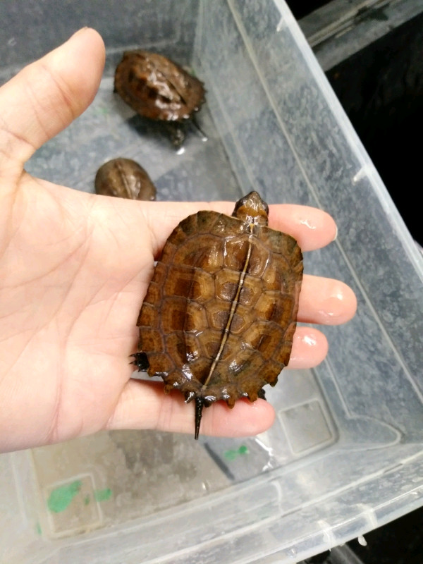 Keeled box turtles-females dans Reptiles et amphibiens à adopter  à Ouest de l’Île