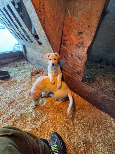 Shepherd/Pyr -Ready to Go!  Trained, Vet Checked, FREE Crate!, View more