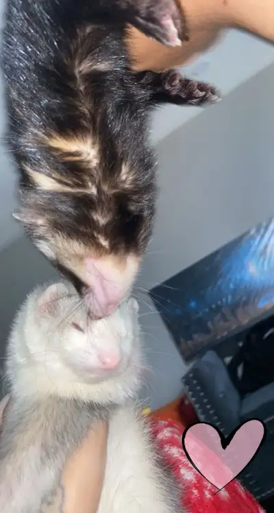 Located in brampton serious inquiries only! Pick up no delivery Both decented, spayed and neutered t...