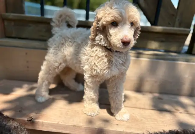 CKC Standard Poodle Puppies in Dogs & Puppies for Rehoming in Ottawa - Image 5