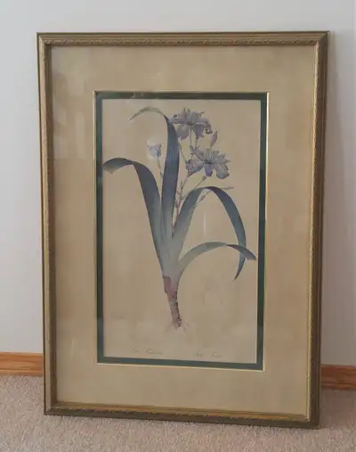 Bombay Company - Iris Trimbiata & Xiphicides, View more