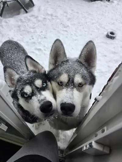 Siberian Husky Puppies For Sale!!!, View more