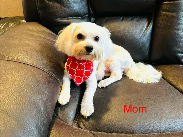 Maltese puppies in Dogs & Puppies for Rehoming in Winnipeg - Image 10
