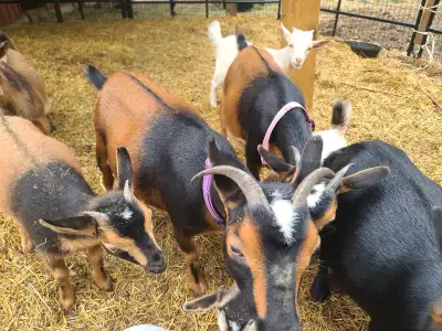 Nigerian dwarf goats does buckling doelings, View more