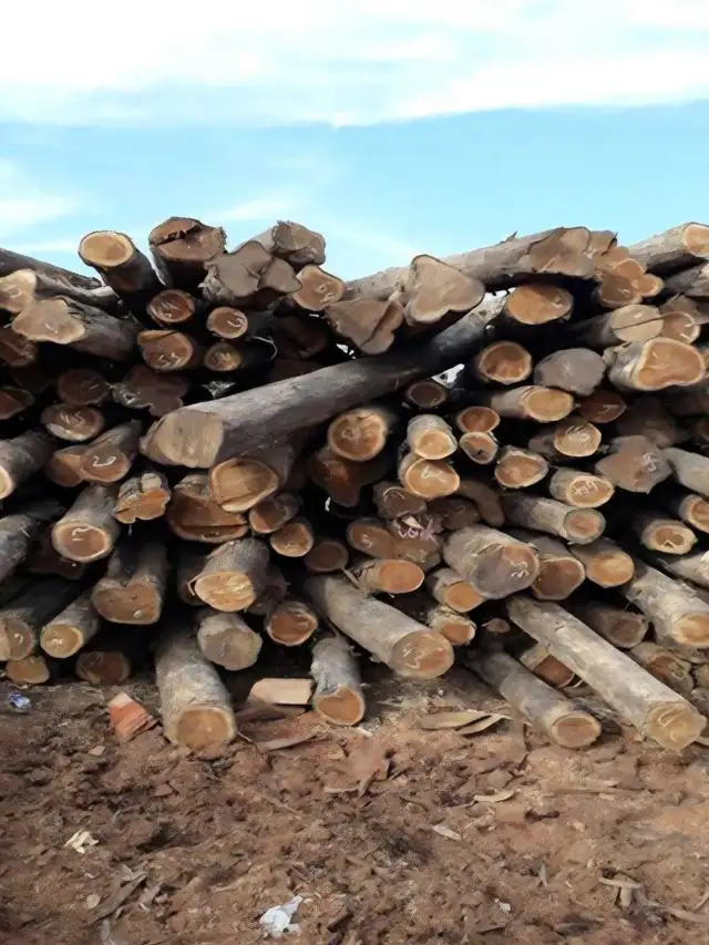 Drop off logs  for free in Other in City of Toronto - Image 3