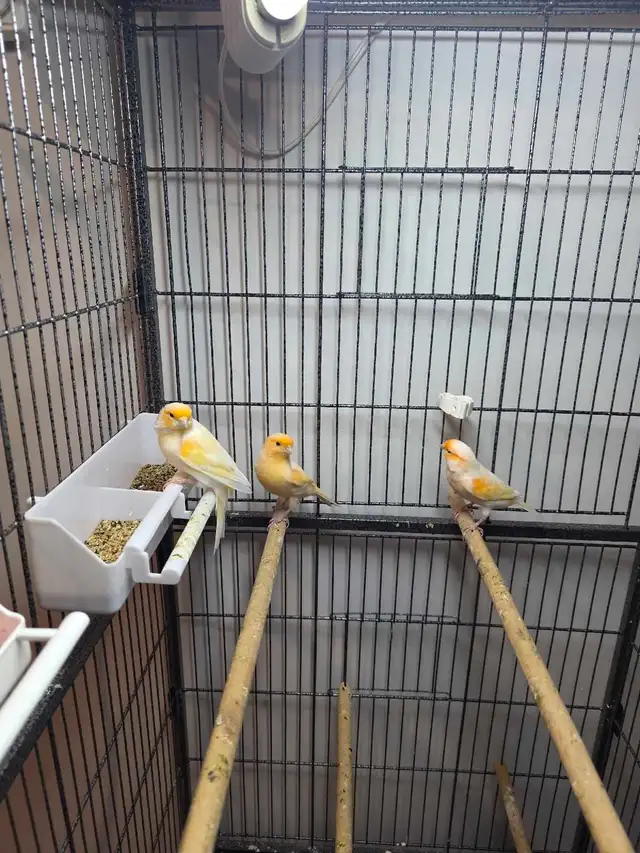 canaries for sale | Birds for Rehoming | Hamilton | Free local ...