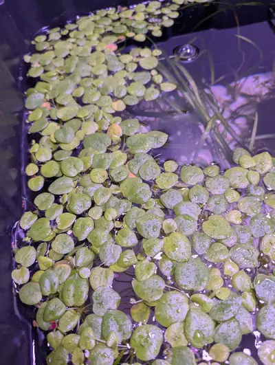 aquarium plants, View more