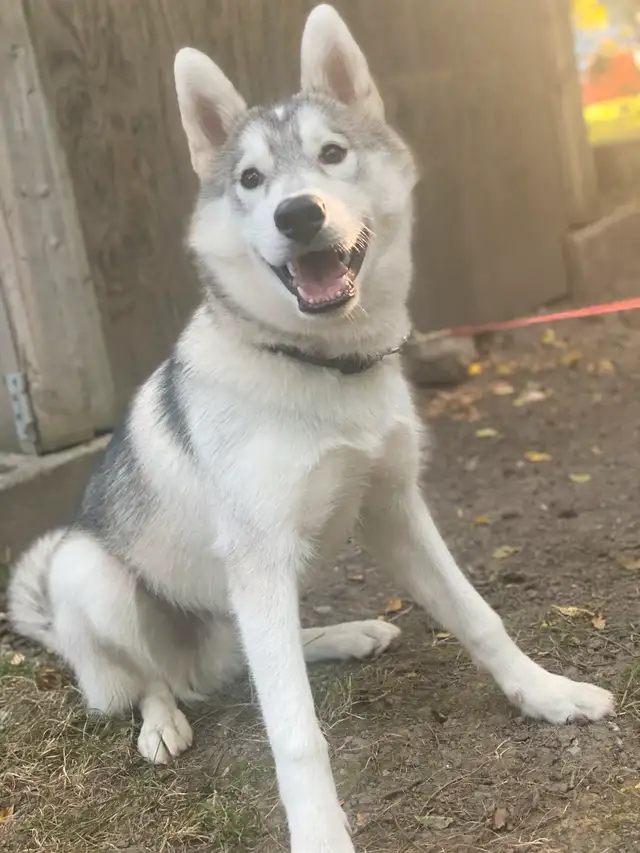 husky for sale in Dogs & Puppies for Rehoming in City of Toronto - Image 4